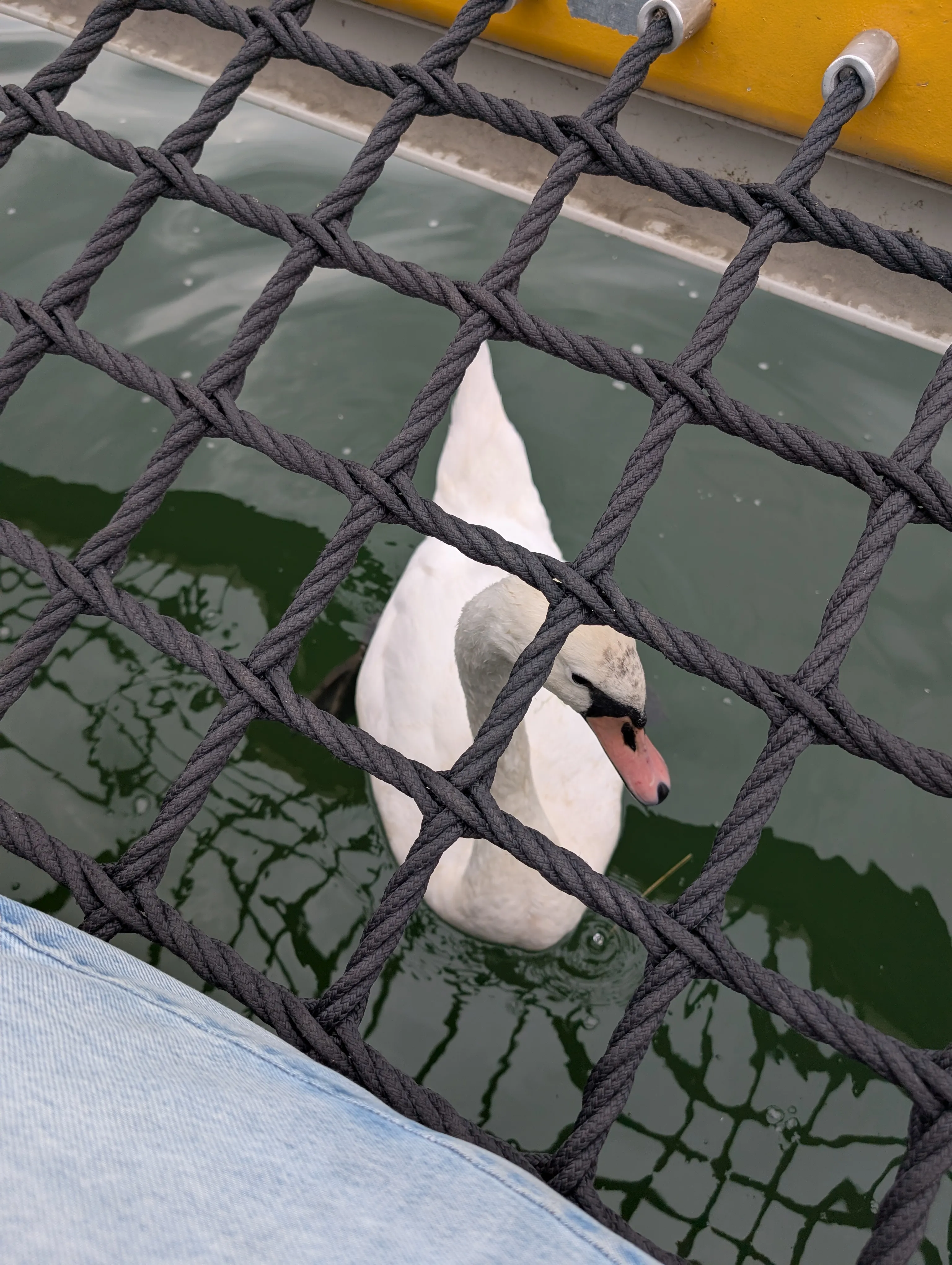 Swan