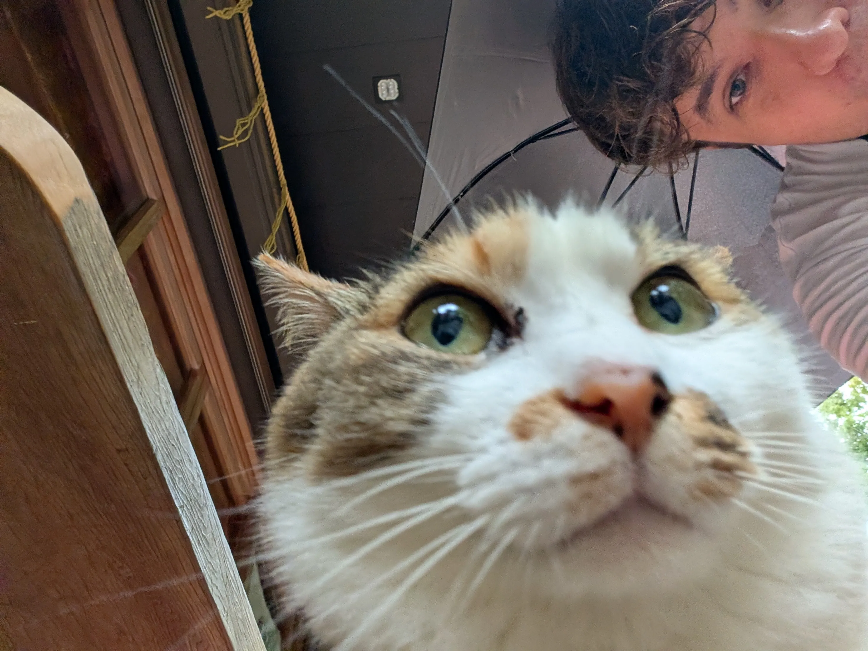 Kitty