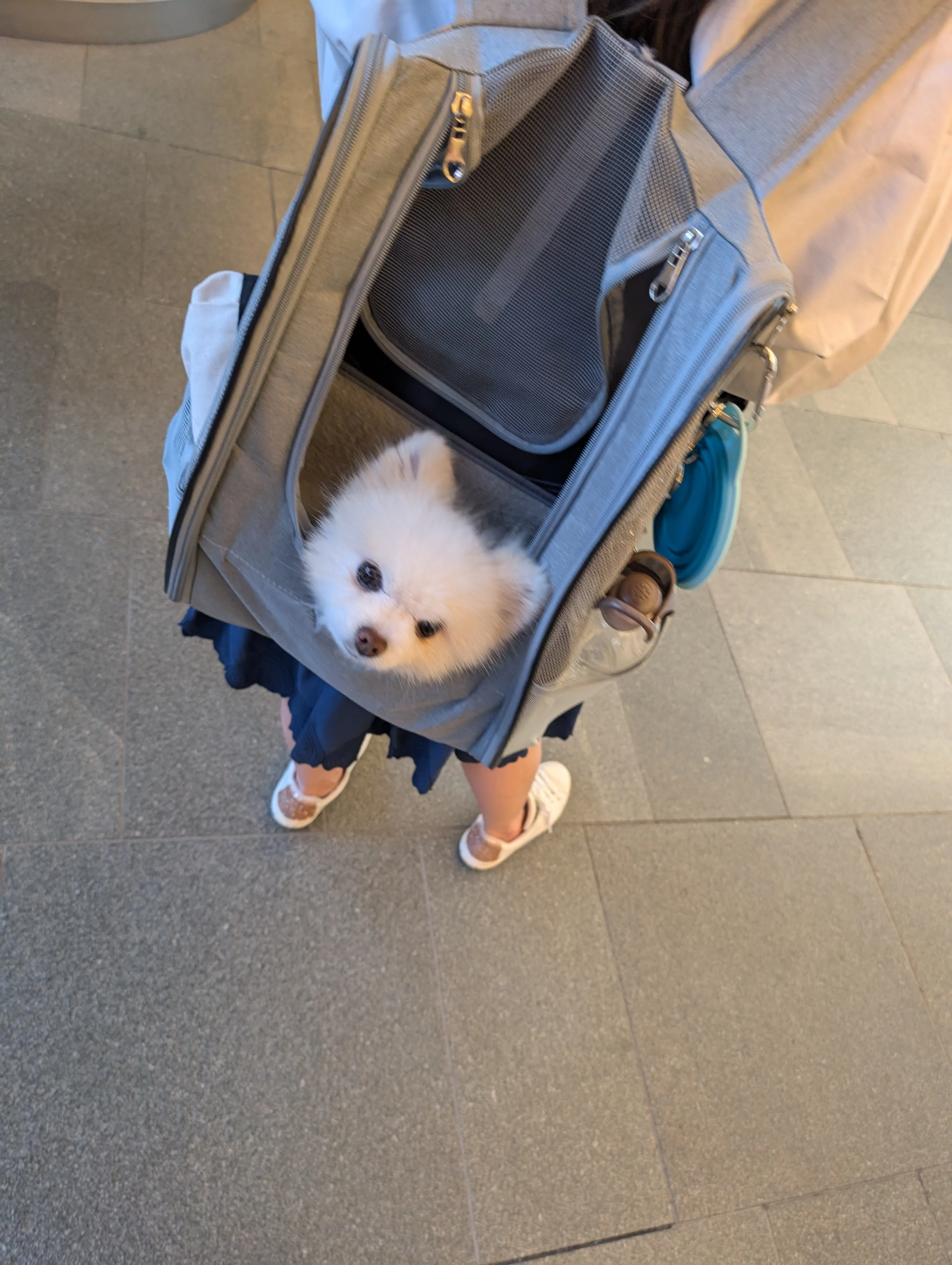Doggy